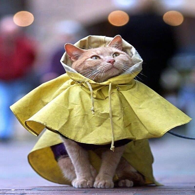 Que signifie le fait que mon chat ait peur de la pluie et comment le calmer ?
