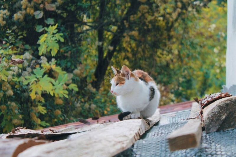 Que signifie un chat très désobéissant et comment le corriger ?