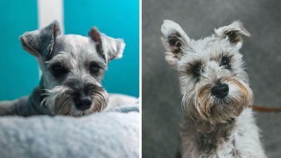Tout savoir sur la personnalité d'un Schnauzer
