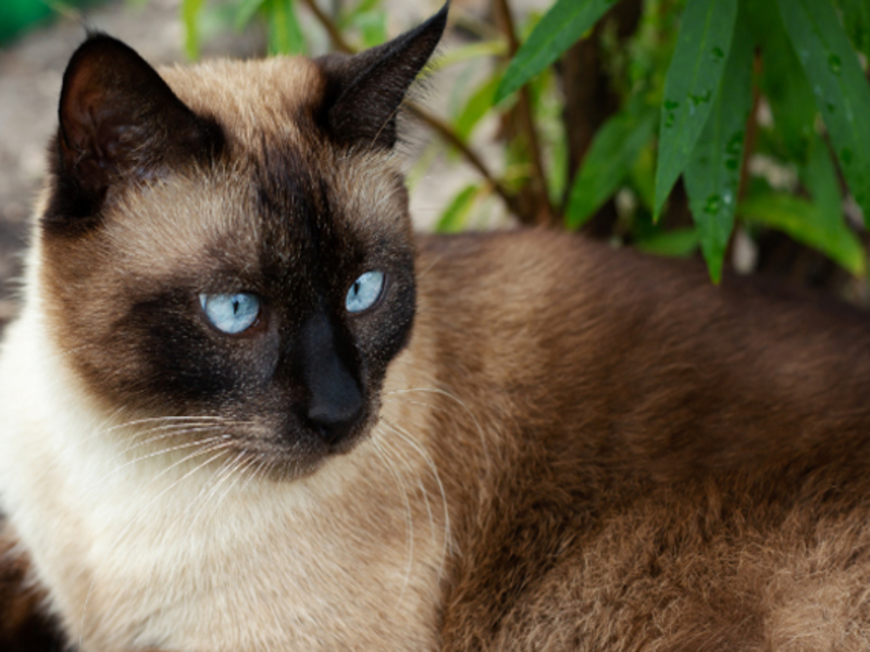 Quelle est la race de chat la plus colérique ?