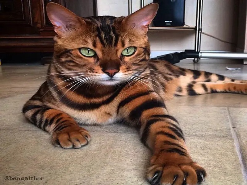 Quelle est la race de chat la plus colérique ?