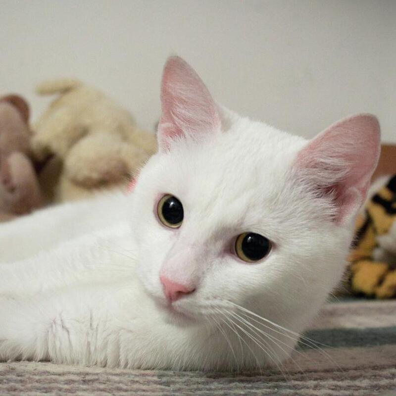 Quelle est la signification d'avoir un chat blanc à la maison ?