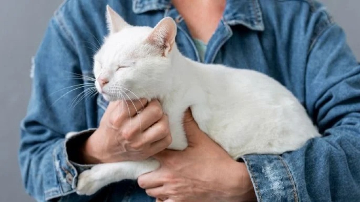 Quelle est la signification d'avoir un chat blanc à la maison ?