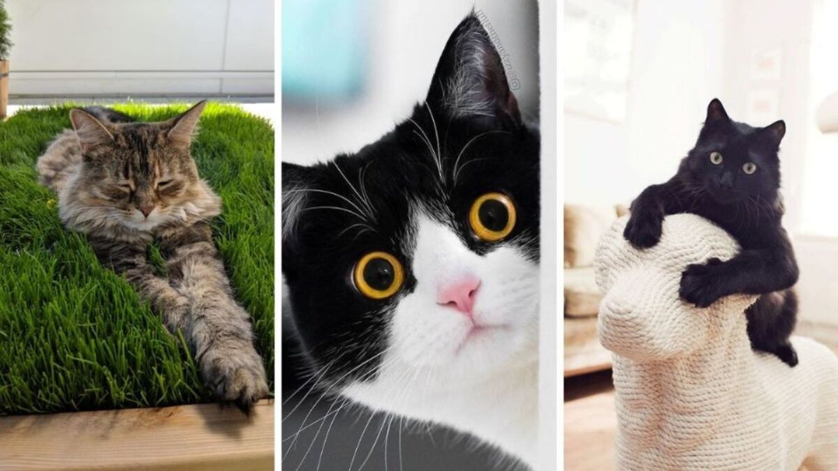 Voici quelles sont les 5 personnalités des chats selon une étude