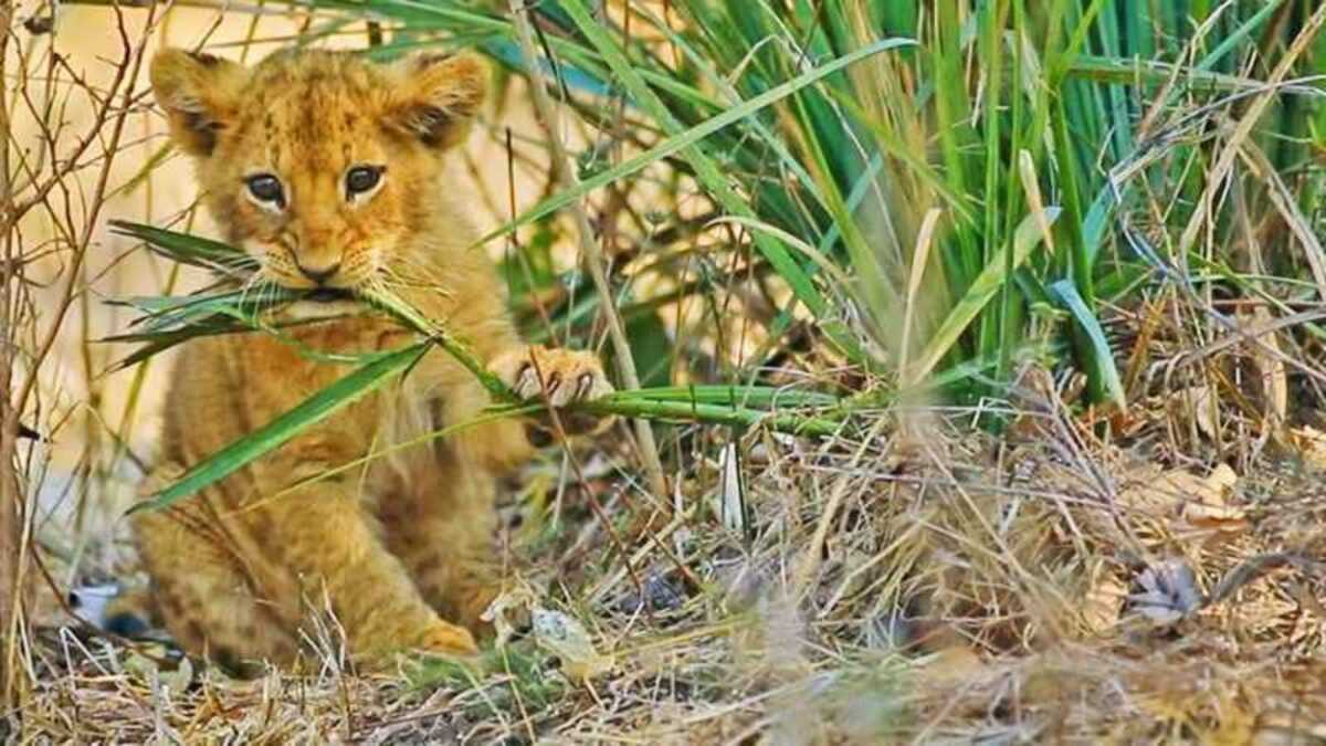 Un adorable lionceau, rejeté par les siens, mange de l'herbe