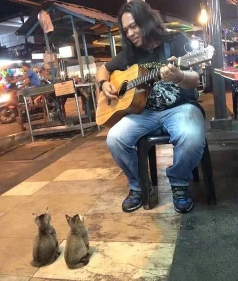 Un artiste de rue donne un concert à 4 chatons, une scène adorable