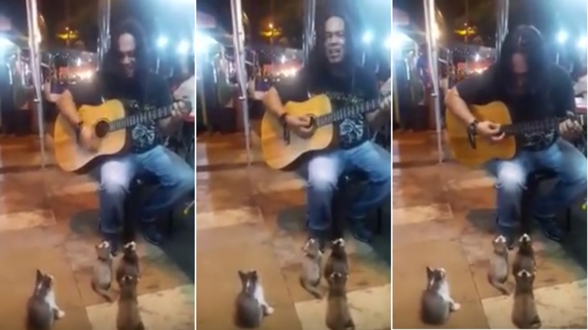 Un artiste de rue donne un concert à 4 chatons, une scène adorable