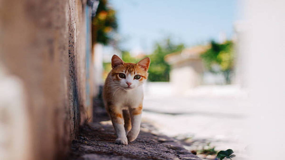 Un chat errant peut-il s'adapter à la vie en maison ? Nos meilleurs conseils