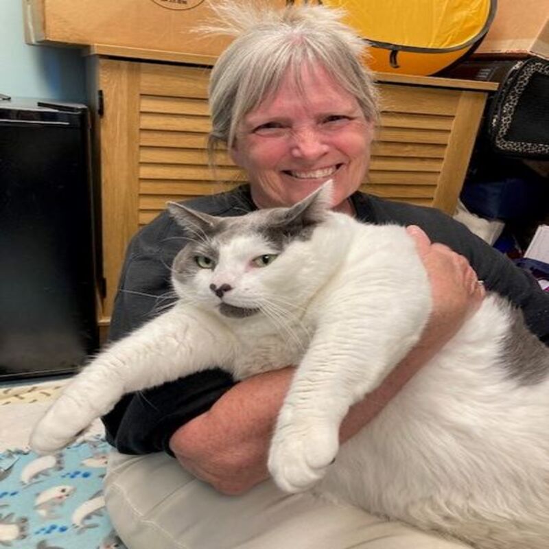 Un chat obèse adopté après être devenu viral sur Internet