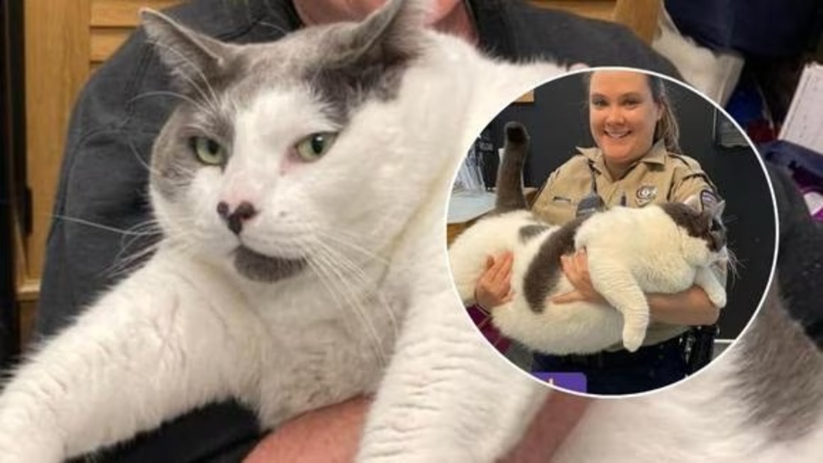 Un chat obèse est adopté après être devenu célèbre sur Internet