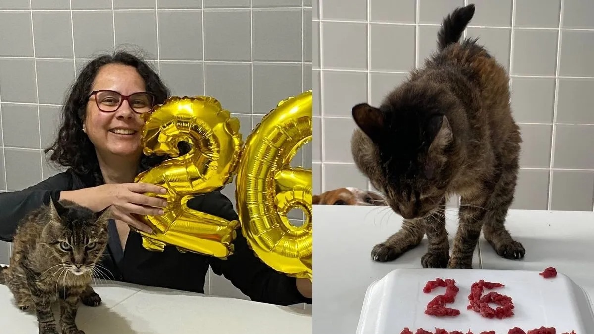 Un chat sauvé de l'euthanasie après avoir été utilisé à des expériences fête ses 26 ans