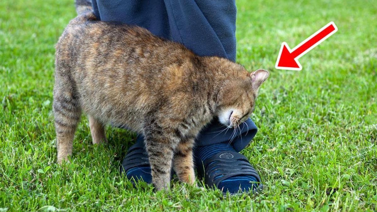 Un chat se frotte contre vous ? Voici la véritable signification de son geste