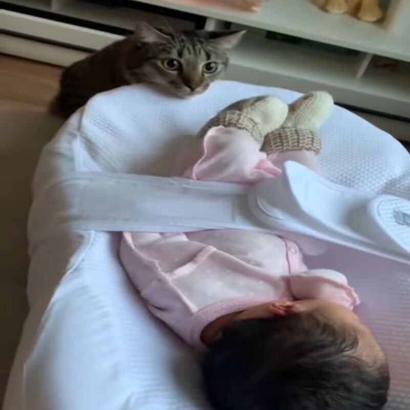 Un chat voit un bébé pour la première fois et sa réaction inhabituelle fait fureur sur Internet