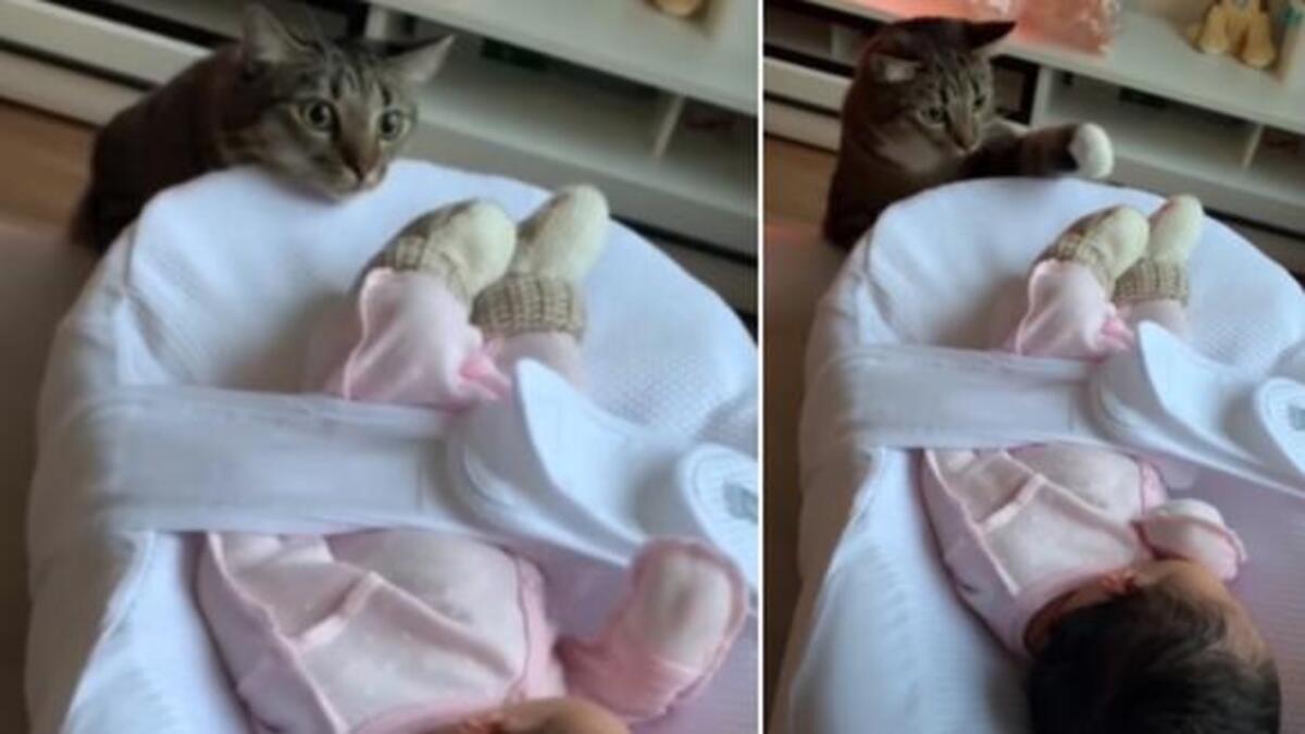 Un chat voit un bébé pour la première fois et sa réaction inhabituelle fait fureur sur Internet