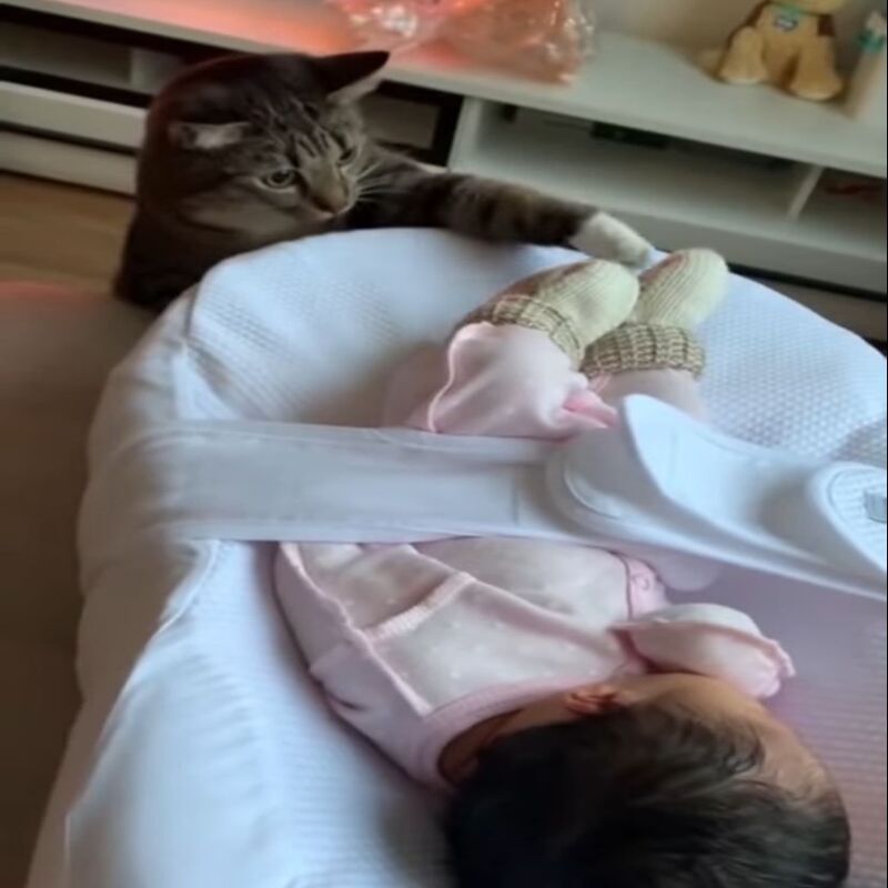 Un chat voit un bébé pour la première fois et sa réaction inhabituelle fait fureur sur Internet