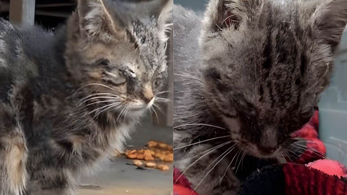 Un chaton errant et aveugle reste assis dans un parking et attend que l’on vienne le sauver