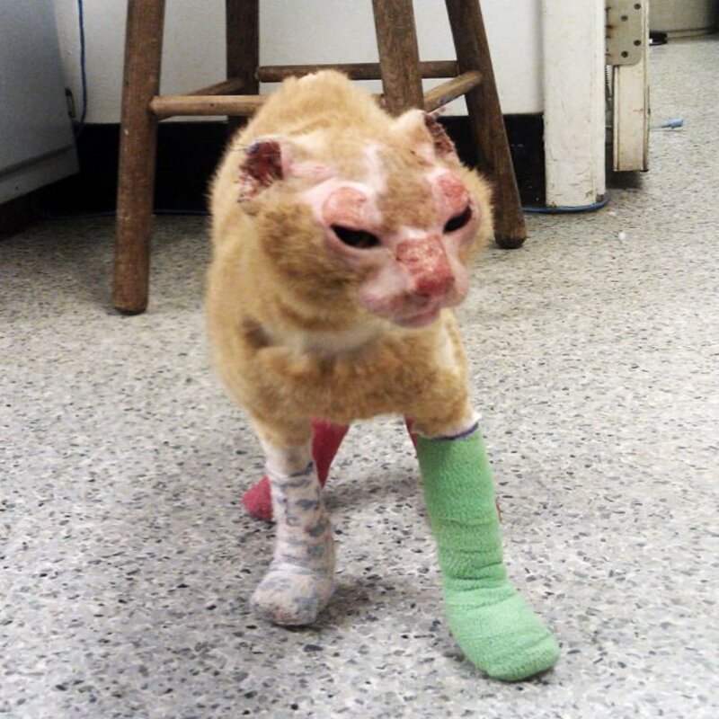 Un chaton, gravement brûlé par un incendie, s'occupe des animaux à l'hôpital vétérinaire