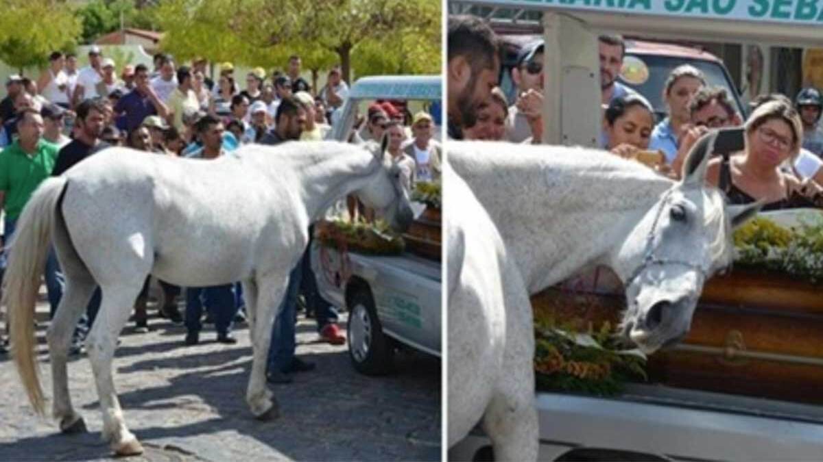 Un cheval en deuil pleure sur le cercueil de son propriétaire après l'avoir reniflé une dernière fois