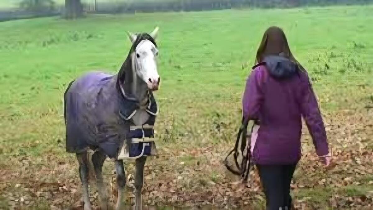 Un cheval retrouve son propriétaire après 3 semaines d'absence, sa réaction est émouvante
