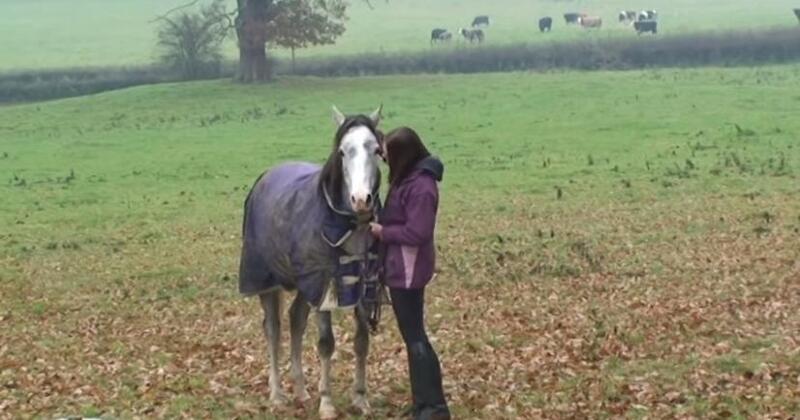Un cheval retrouve son propriétaire après 3 semaines d'absence !