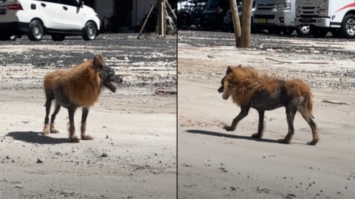 Un chien abandonné dont tout le monde se moquait parce qu'il ressemblait à un lion est sauvé !