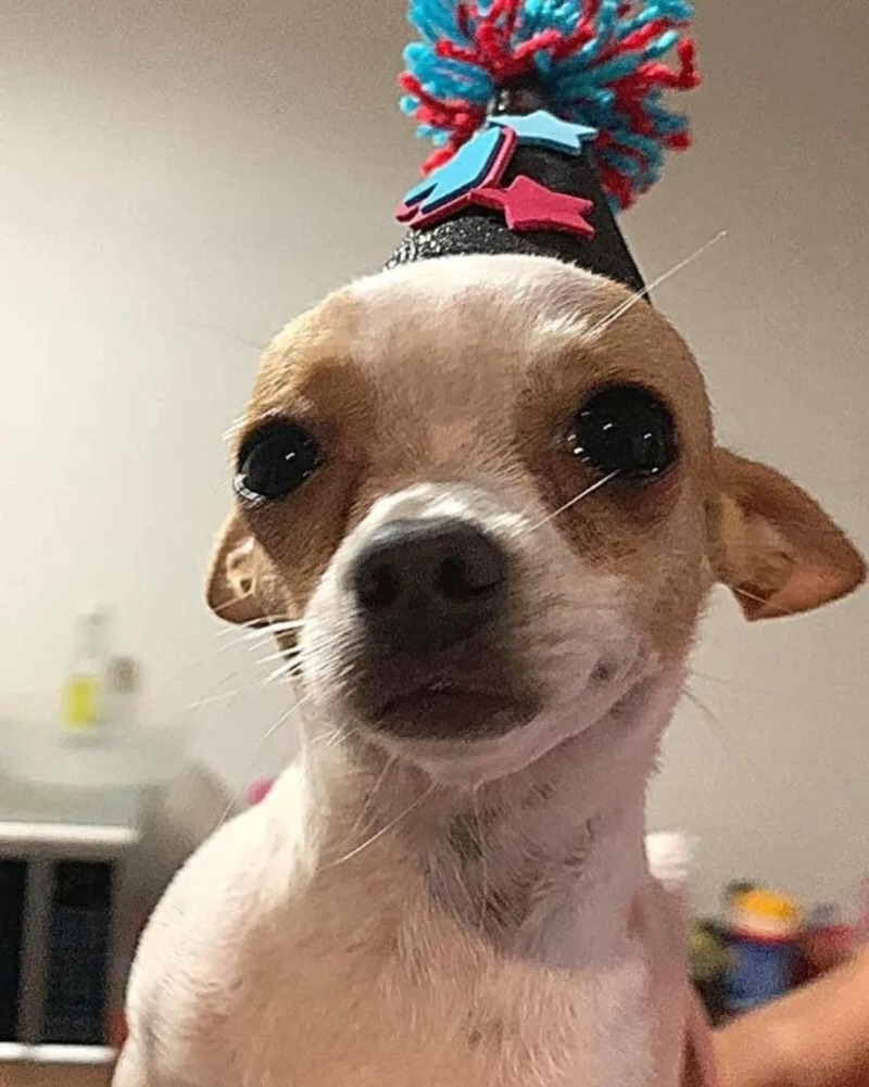 Un chien chihuahua fête son 1er anniversaire et pleure de joie, il était si heureux