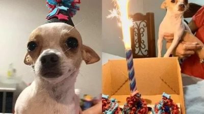 Un chien chihuahua fête son 1er anniversaire et pleure de joie, il était si heureux