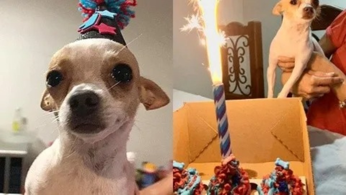 Un chien chihuahua fête son 1er anniversaire et pleure de joie, il était si heureux