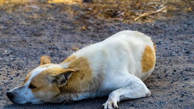 Un chien errant transporte un sac poubelle et le dépose, ils appellent l’hôpital en urgence