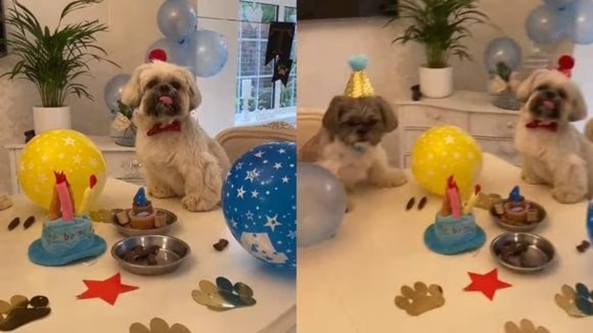 Un chien fête son anniversaire avec son meilleur ami !
