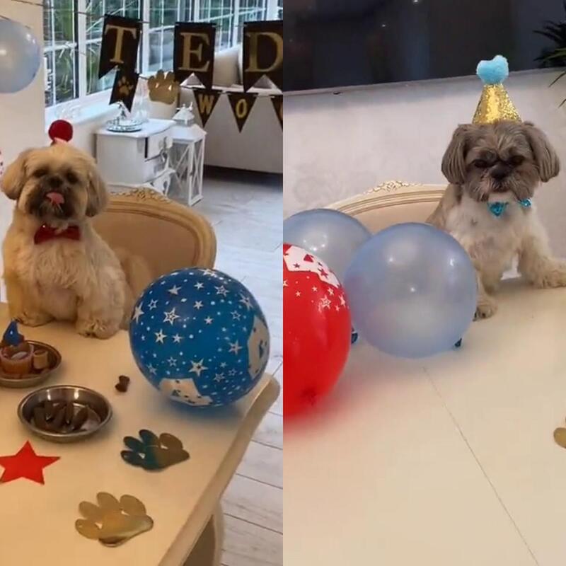 Un chien fête son anniversaire avec son meilleur ami !