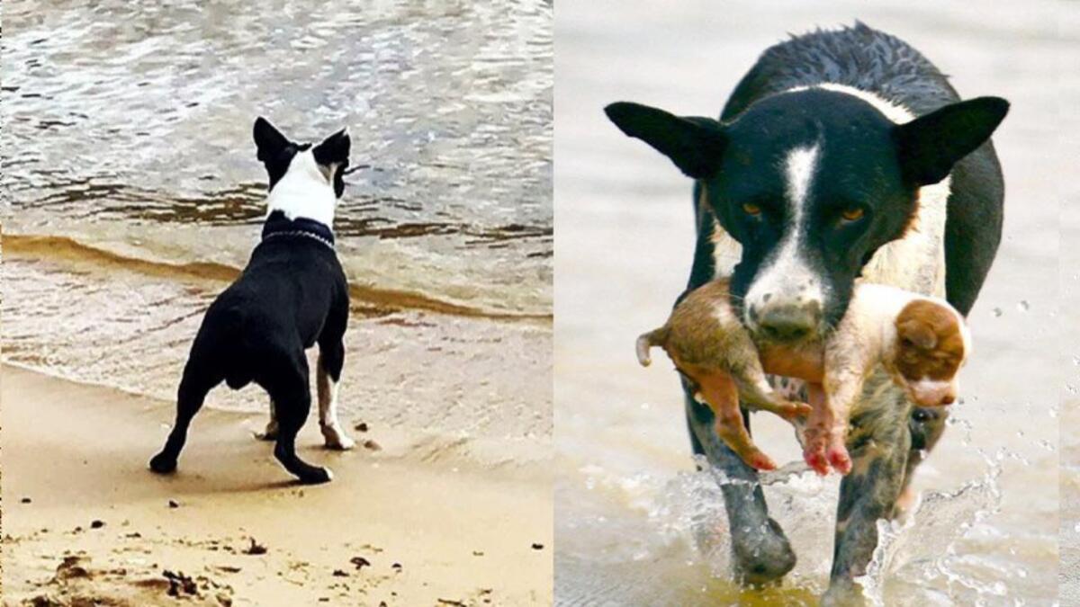 Un chien héroïque sauve un chiot de la noyade après de fortes inondations