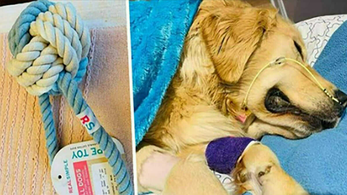 Un chien meurt subitement, son propriétaire alerte contre les dangers des jouets pour animaux