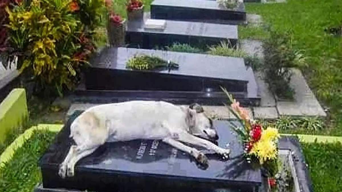 Un chien ne quitte pas la tombe d'un inconnu, la police scandalisée en découvrant son contenu !