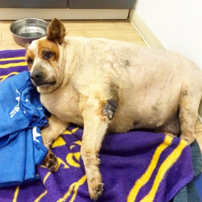 Un chien obèse abandonné et laissé pour mort a trouvé une vie pleine d'amour