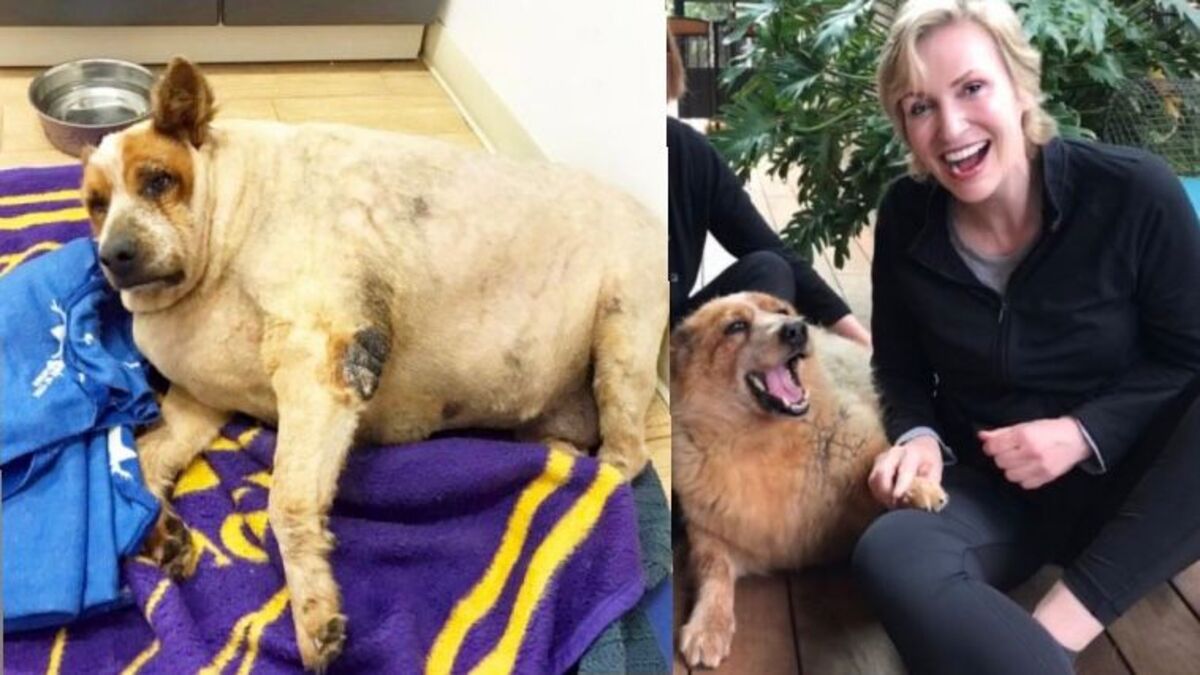Un chien obèse abandonné et laissé pour mort a trouvé une vie pleine d'amour