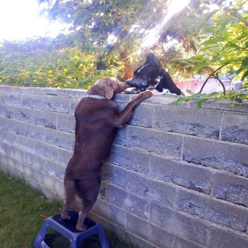 Un chien obtient un banc pour voir ses meilleurs amis !