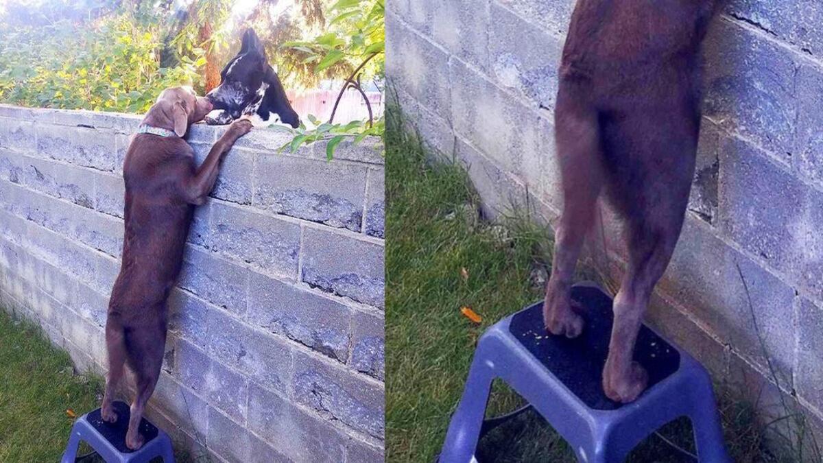 Un chien monte sur un tabouret pour voir ses meilleurs amis !