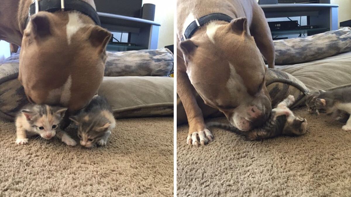 Un chien Pitbull s'occupe d'une portée de chatons, tout simplement adorable !