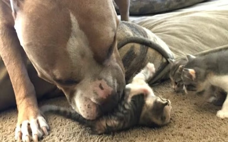Un chien Pitbull s'occupe d'une portée de chatons, tout simplement adorable !