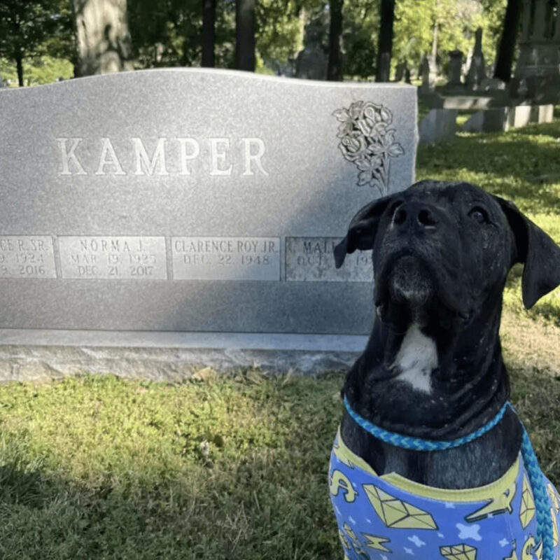 Un chiot a été sauvé d'un cimetière et a eu les meilleurs sauveteurs !