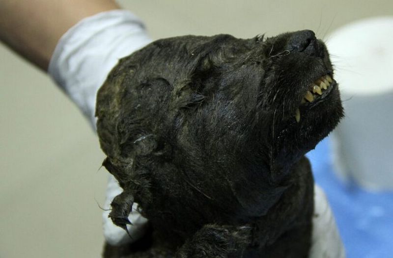 Un chiot de 18 000 ans a été trouvé figé dans la glace, il est le plus vieux chien de l’histoire