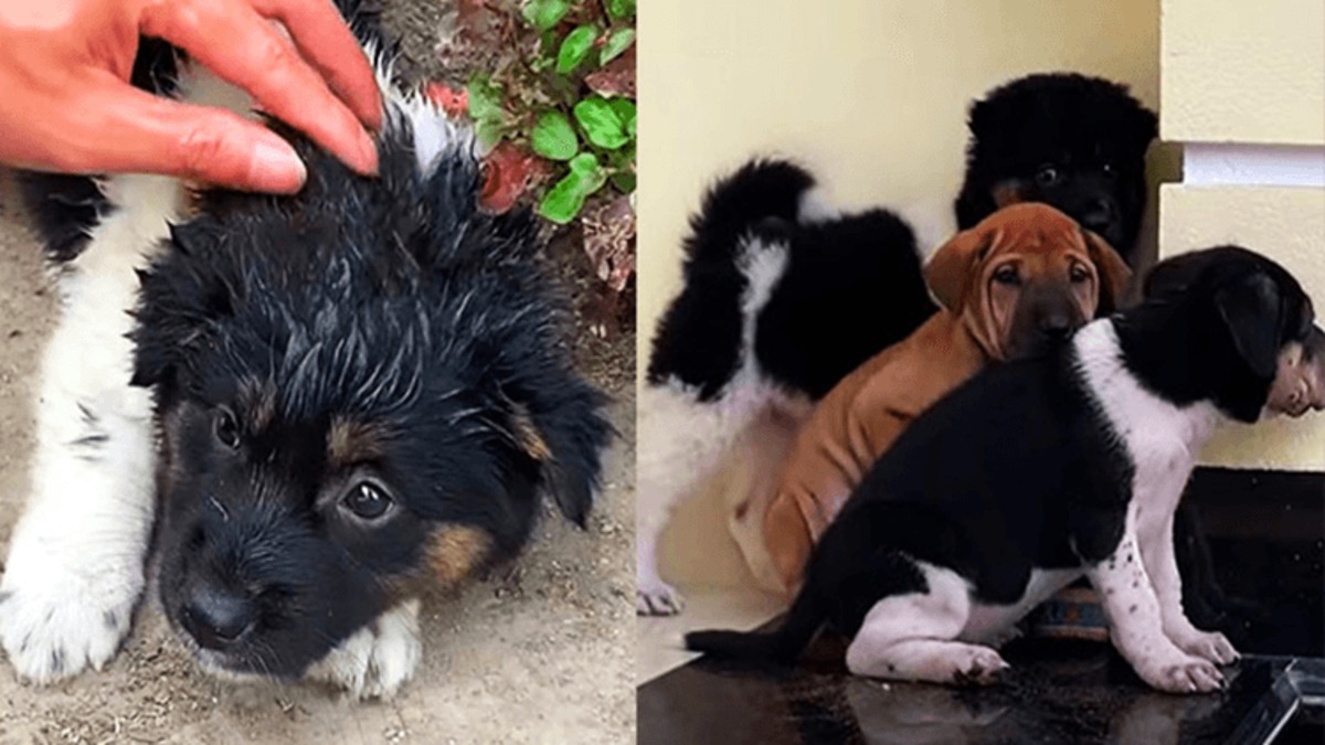 Un chiot errant intelligent suit un homme chez lui et l'emmène ensuite aider ses amis errants