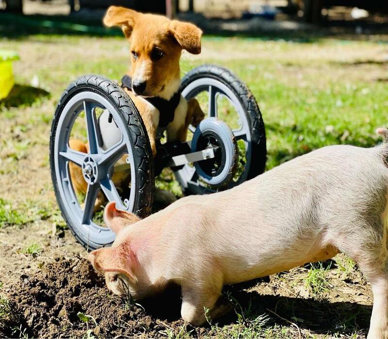 Un chiot handicapé devient le meilleur ami d'un cochon - ils s'adorent !