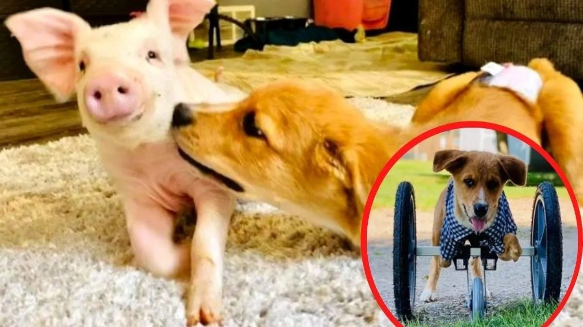 Un chiot handicapé devient le meilleur ami d'un cochon - ils s'adorent !