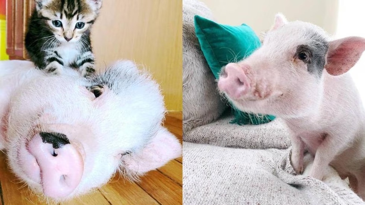 Un cochon élevé avec des chats se prend pour l'un d'entre eux et devient célèbre