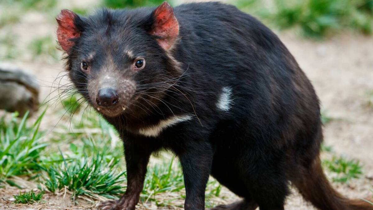 Un diable de Tasmanie entre dans une maison, elle pense que c’est le jouet de son chien