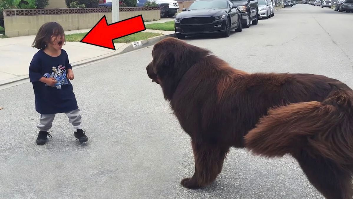 Un enfant tombe sur un chien dans la rue, vous n'allez jamais croire ce qui va se passer