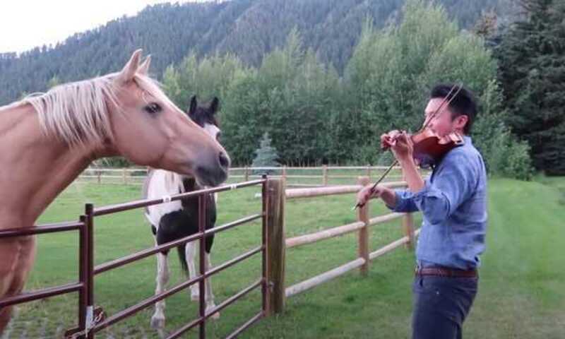 Un homme joue du violon, 2 chevaux "dansent" au son de sa sérénade : une scène magique !