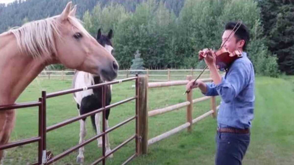 Un homme joue du violon, 2 chevaux "dansent" au son de sa sérénade : une scène magique !